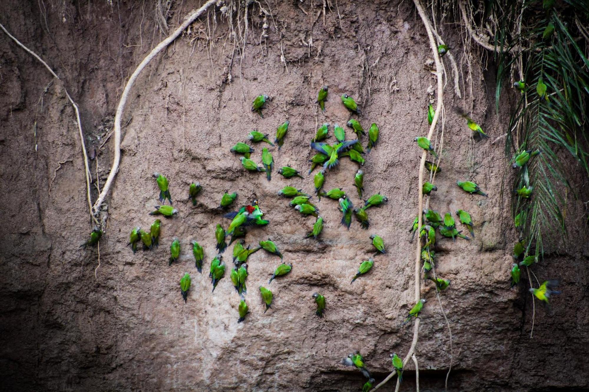 Corto Maltes Amazonia