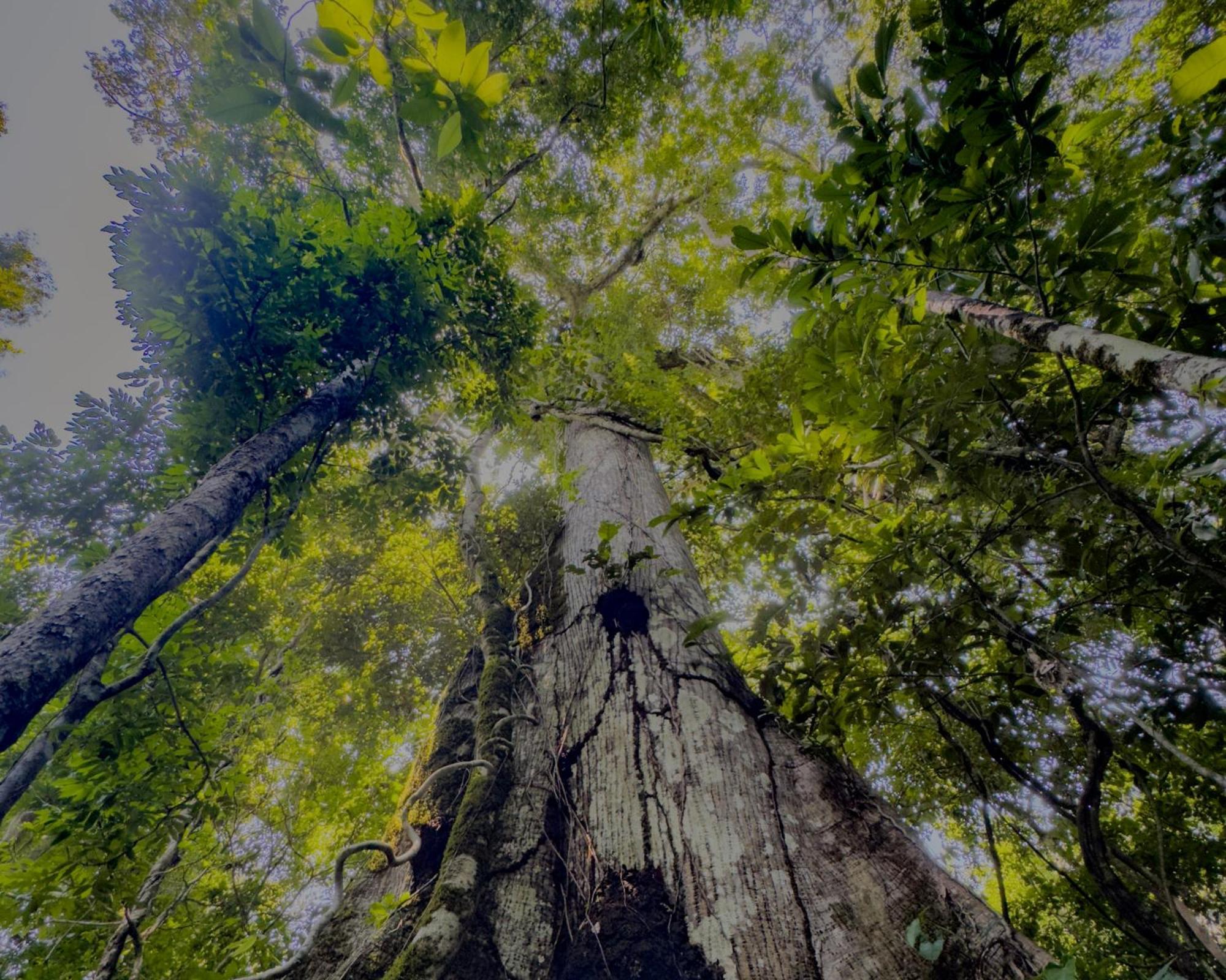 Corto Maltes Amazonia * Puerto Maldonado